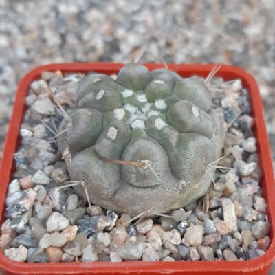 Copiapoa cinerea 'albispina' Quebrada San Ramon
