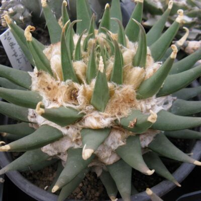 Ariocarpus trigonus v elongatus GM137 насіння