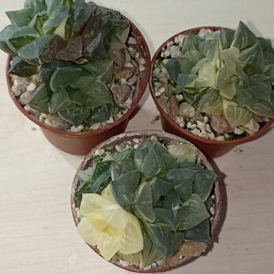 Haworthia Paradise Flower Variegata