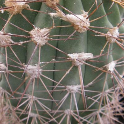 Copiapoa grandiflora Esmeralda насіння