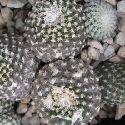 Copiapoa laui насіння