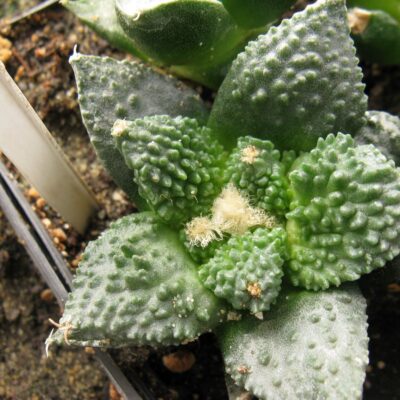 Ariocarpus Godzila coral #3