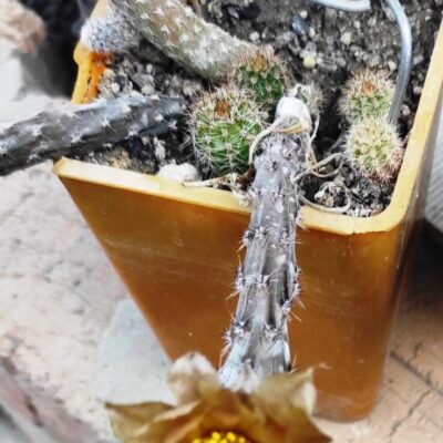 Pterocactus megliolli