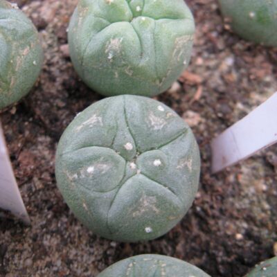 Lophophora williamsii VZD046