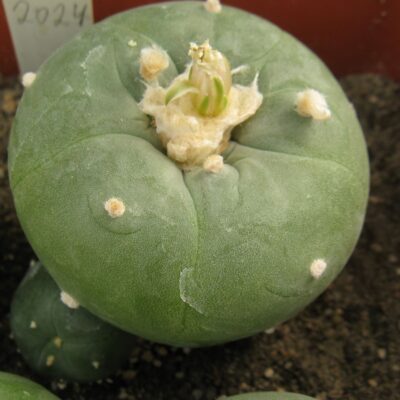 Lophophora diffusa f  kubesay JJH0010892 насіння