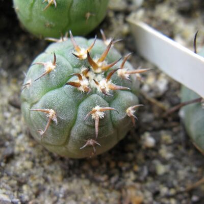 Gymnocalycium unguispinum #3