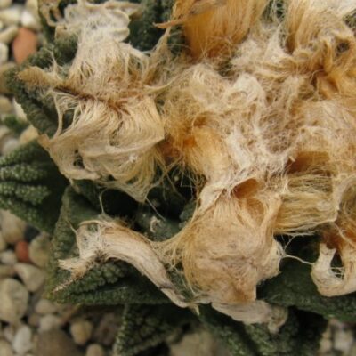 Ariocarpus fissuratus v hinthonii насіння