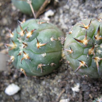 Gymnocalycium unguispinum №4
