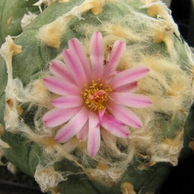 Lophophora jordaniana насіння