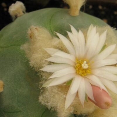 Lophophora diffusa RS476 насіння