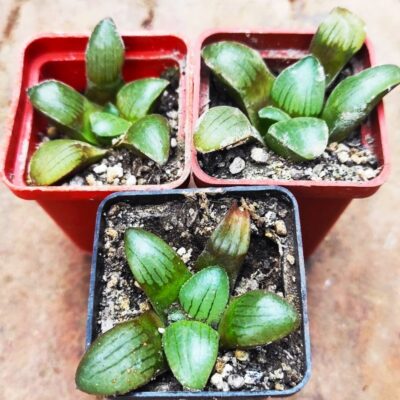 Haworthia springbokvlakensis