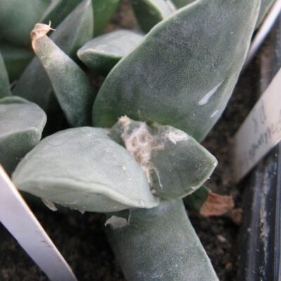 Ariocarpus cv Frumdosus #1