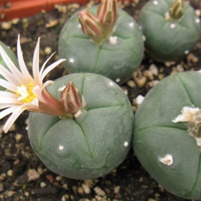 Lophophora alberto-vojtechii GM1087 насіння