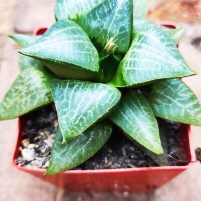 Haworthia comptoniana