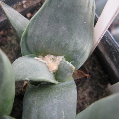 Ariocarpus cv Frumdosus #2