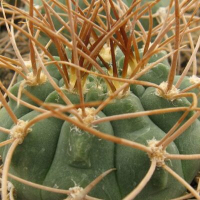 Gymnocalycium polycephalum f n LF24 насіння