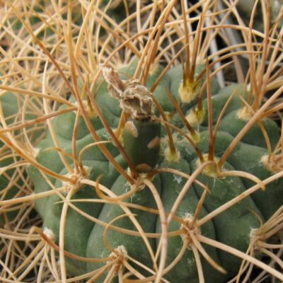 Gymnocalycium polycephalum P223 насіння