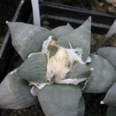 Ariocarpus retusus v minimus PP569 #1