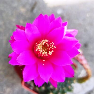 Echinopsis hybr.