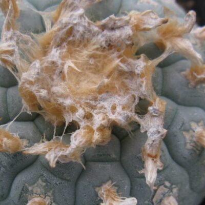Lophophora decipiens MG насіння