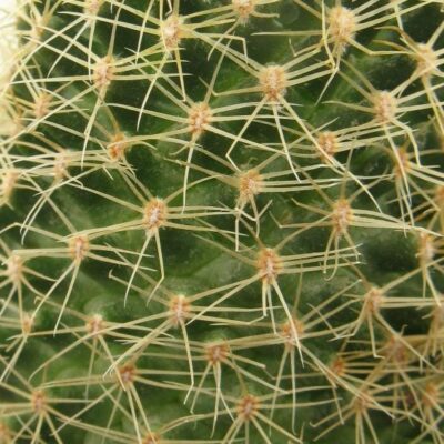 Mamillaria napina PP662 насіння