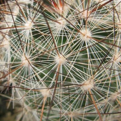 Mamillaria tetranzistra MG насіння