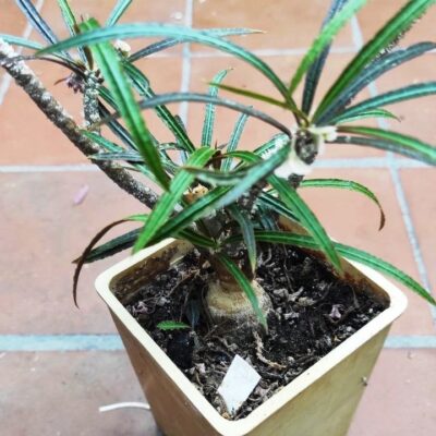 Euforbia Waringiae