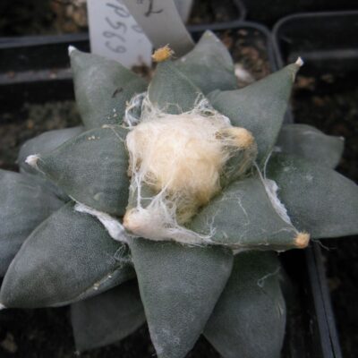 Ariocarpus retusus v minimus PP569 #2