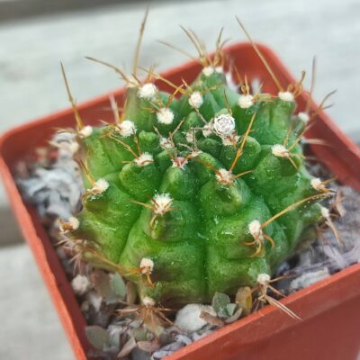 Gymnocalycium damsii rotundulum