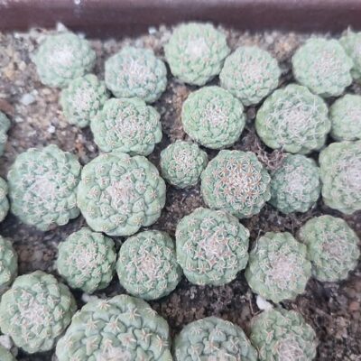 Strombocactus disciformis