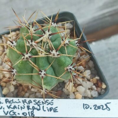 gymnocalycium achirasense VG018