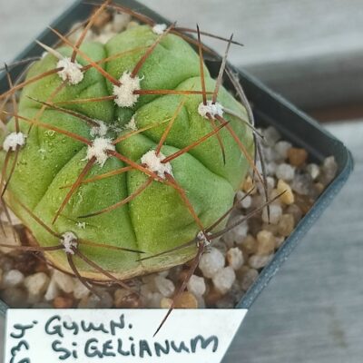 Gymnocalycium stiglianum