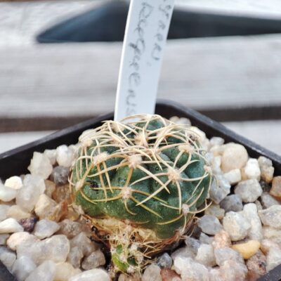 gymnocalycium uruguayense yellow flower