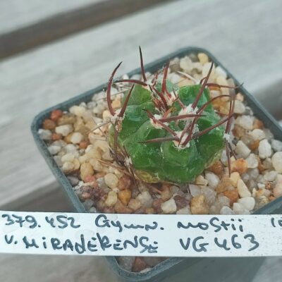 gymnocalycium mostii VG463