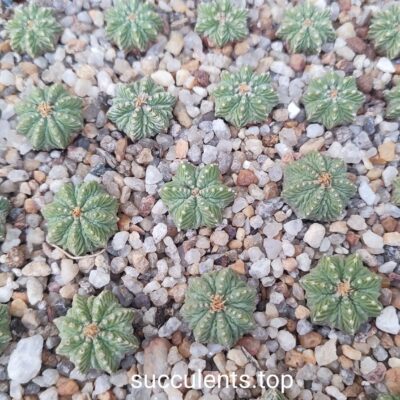 Aztekium ritteri d=1cm