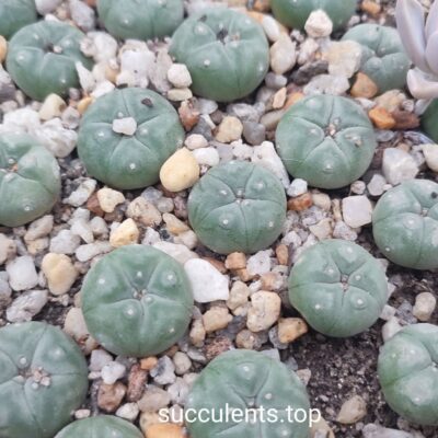 Lophophora williamsii