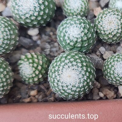 strombocactus jarmilae