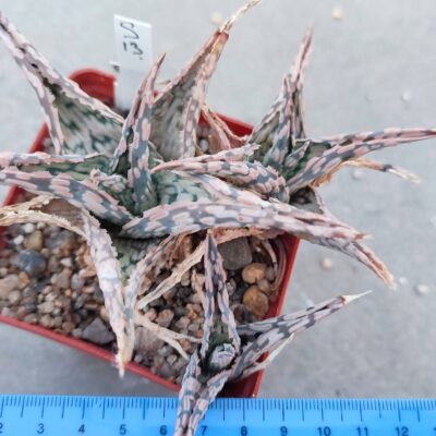 Aloe S13 Пагін з цієї рослини