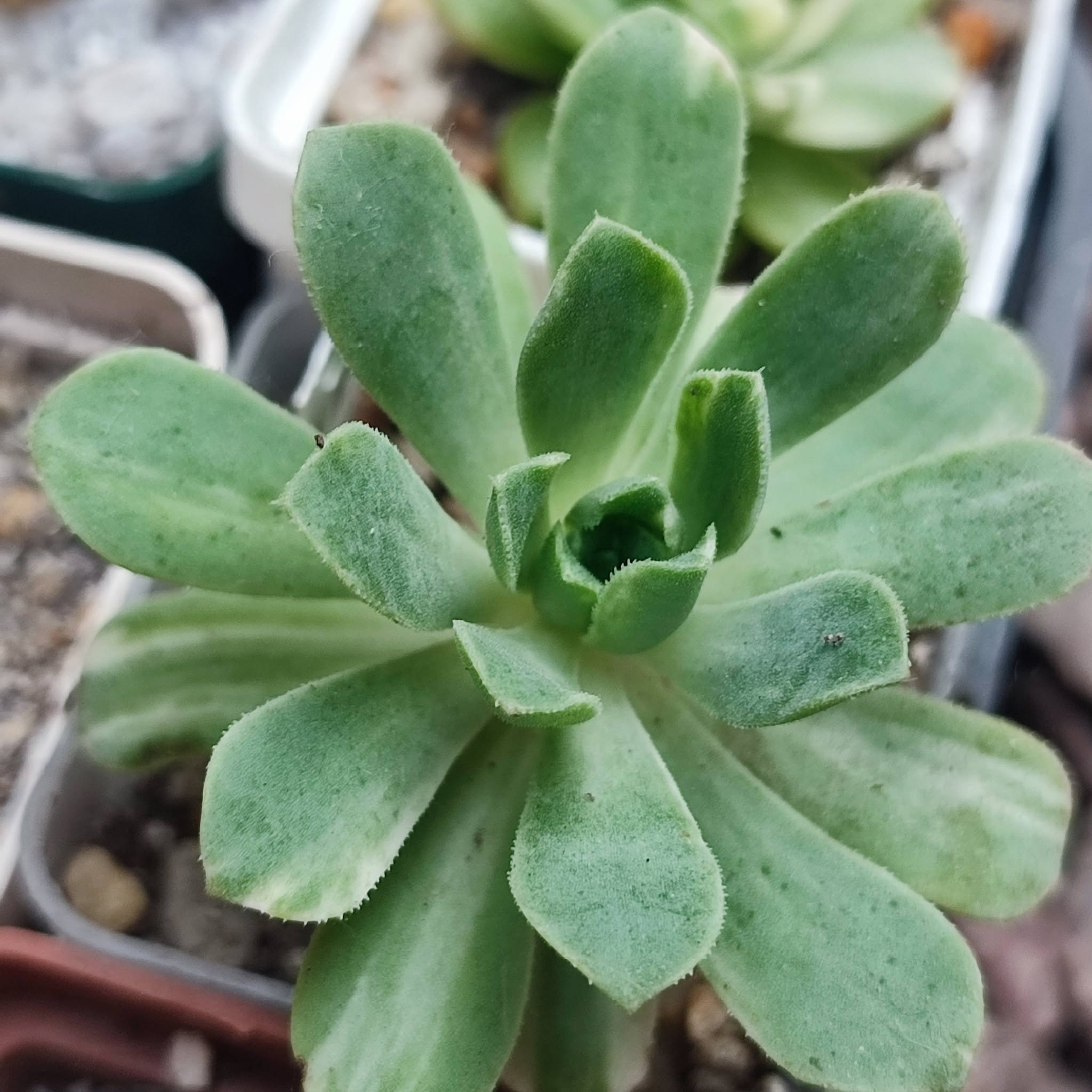 Aeonium SP