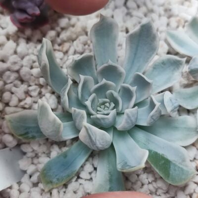 echeveria royal chrysanthemum 450 черенок