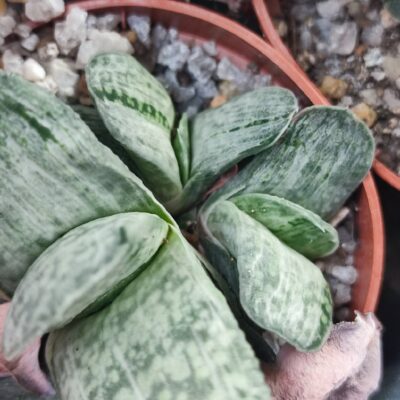 Gasteria gracilis variegata пагони по 100
