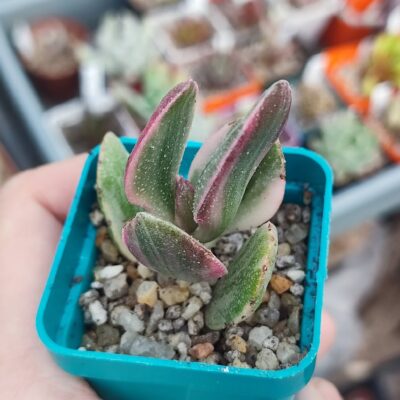 Crassula tricolor