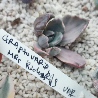 graptoveria Mr Richards variegata черенок