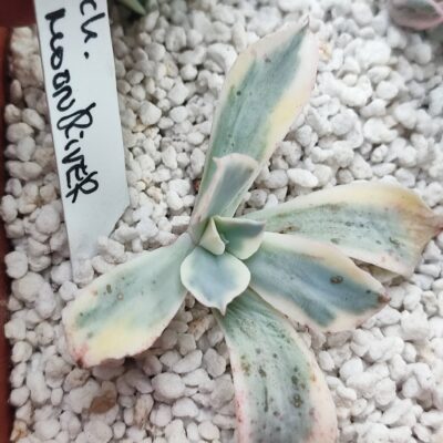 Echeveria moonriver черенок 550