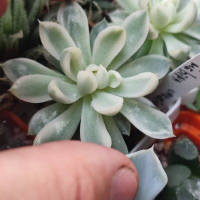 Mebina variegata черенок по 400