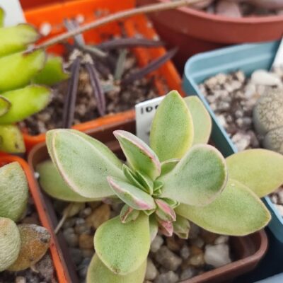 Crassula money maker variegata 100