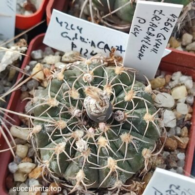 насіння gymnocalycium triacanthum p 124