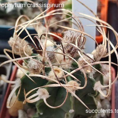 astrophytum crassispinum насіння