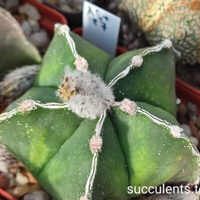 astrophytum A27 насіння