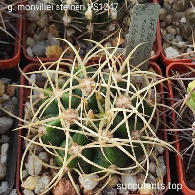 gymnocalycium monvillei v steineri 1247 насіння